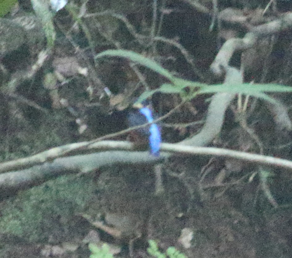 Blue-eared Kingfisher - ML634801640