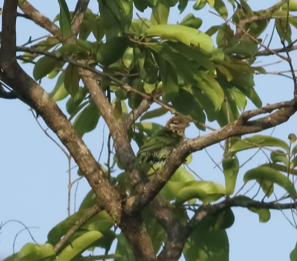 White-cheeked Barbet - ML634801646