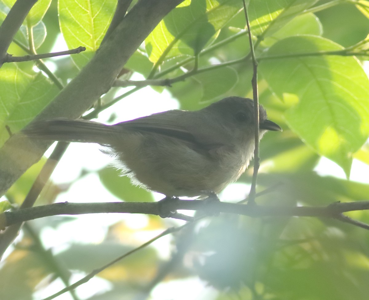 Brown-cheeked Fulvetta - ML634801684