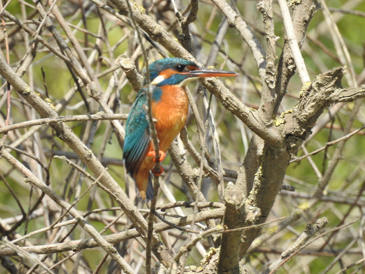 Common Kingfisher - ML634801750