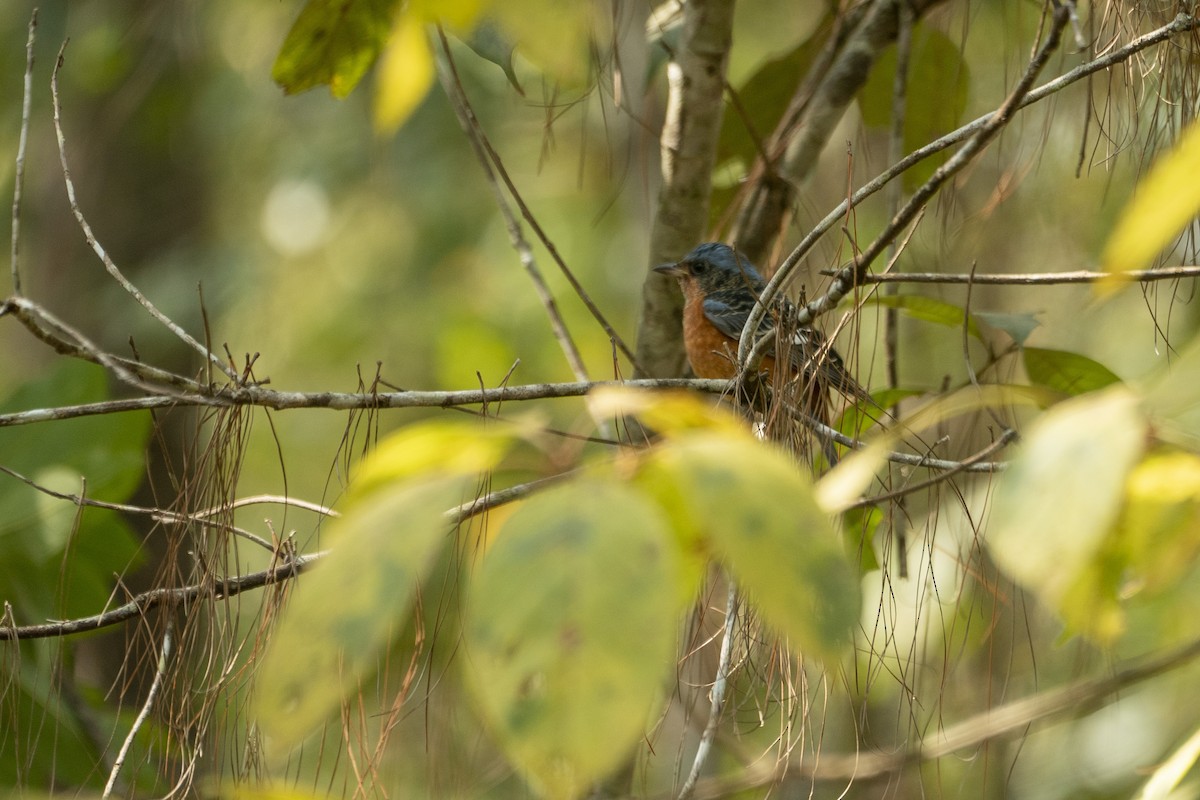 White-throated Rock-Thrush - ML634801801