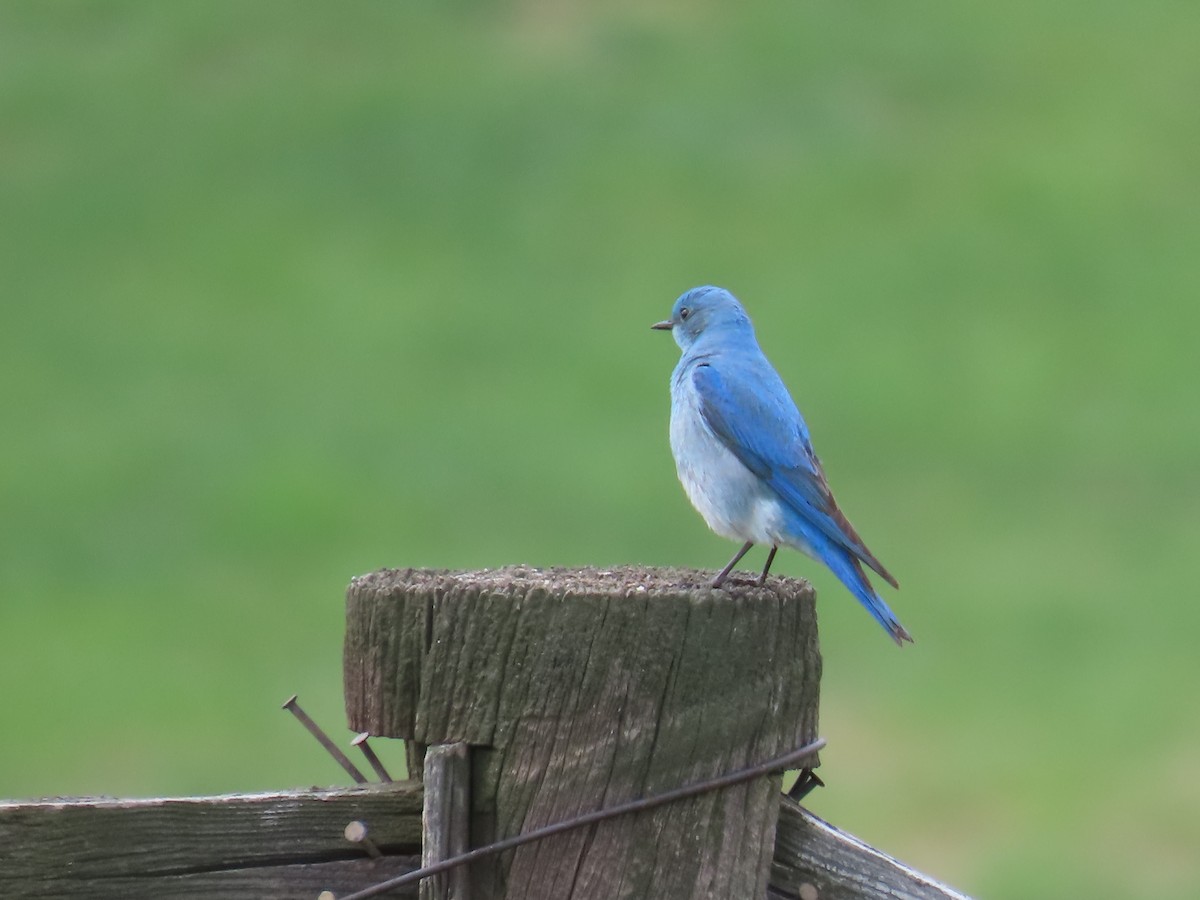 Mountain Bluebird - ML634801808