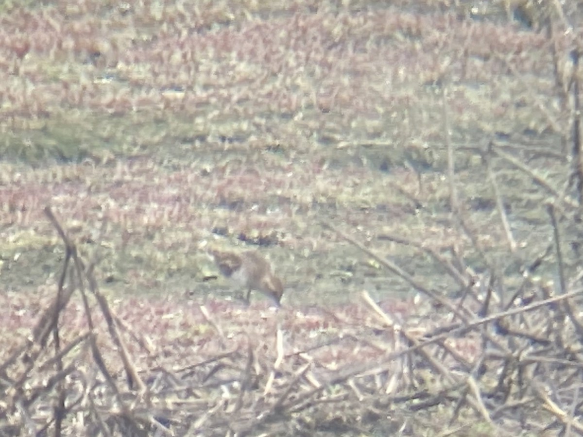 Least Sandpiper - ML634801922