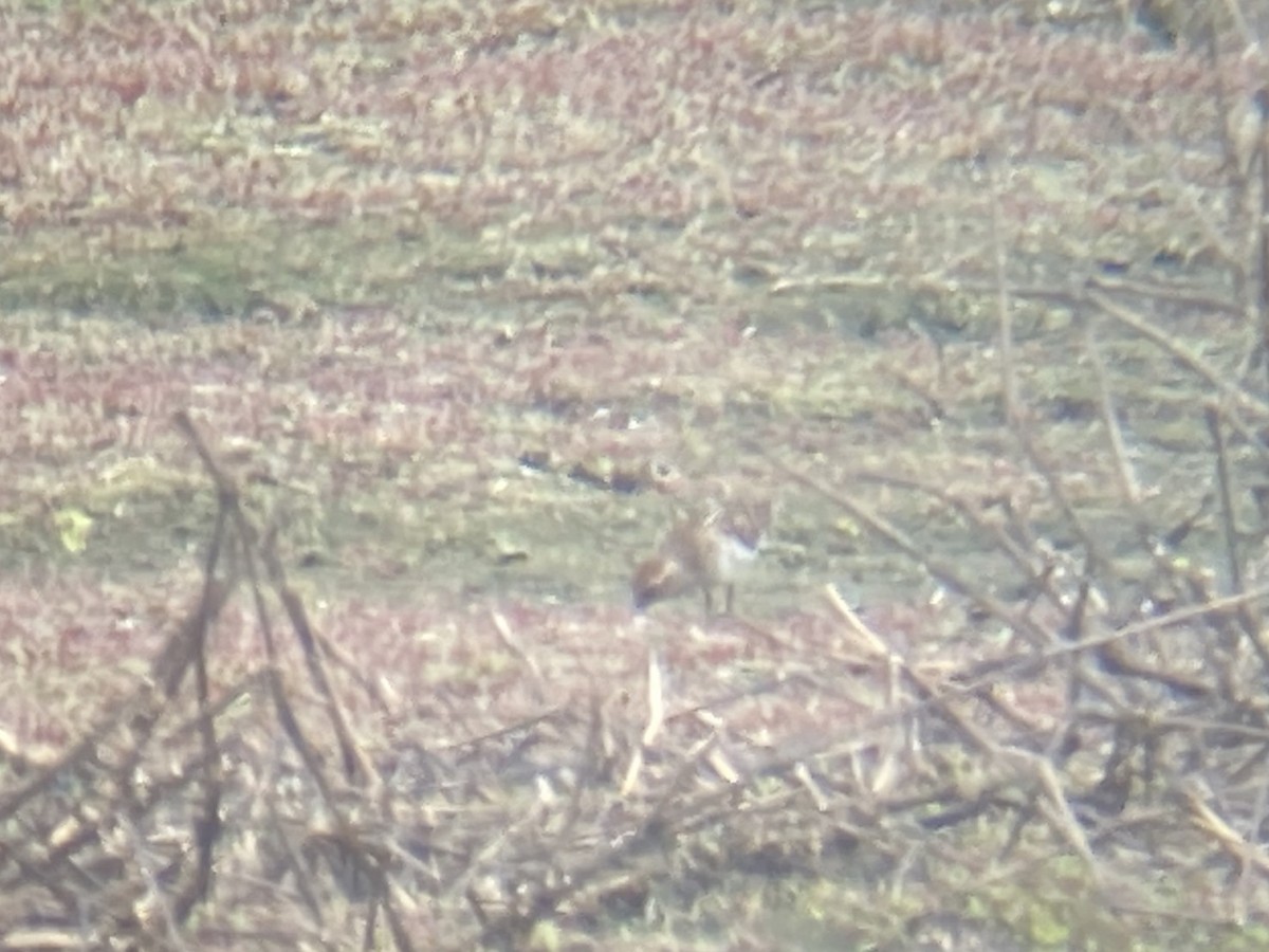 Least Sandpiper - ML634801942