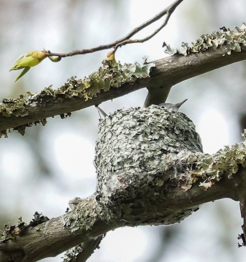 Blue-gray Gnatcatcher - Kathleen Horn
