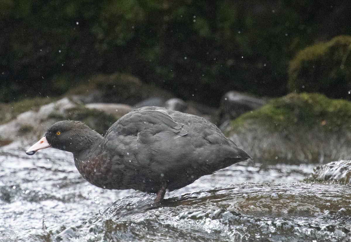 kaskadeand - ML634802013