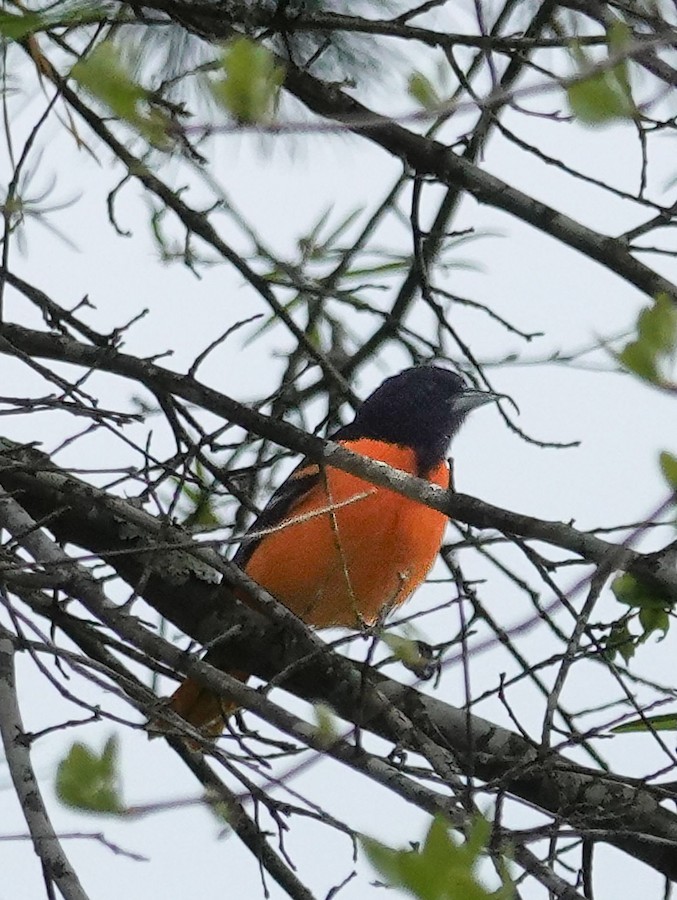 Baltimore Oriole - Kathleen Horn