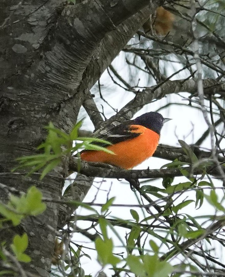 Baltimore Oriole - Kathleen Horn