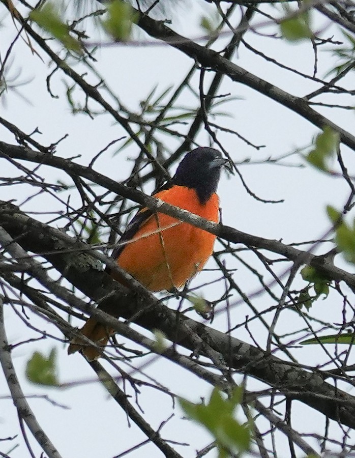 Baltimore Oriole - Kathleen Horn