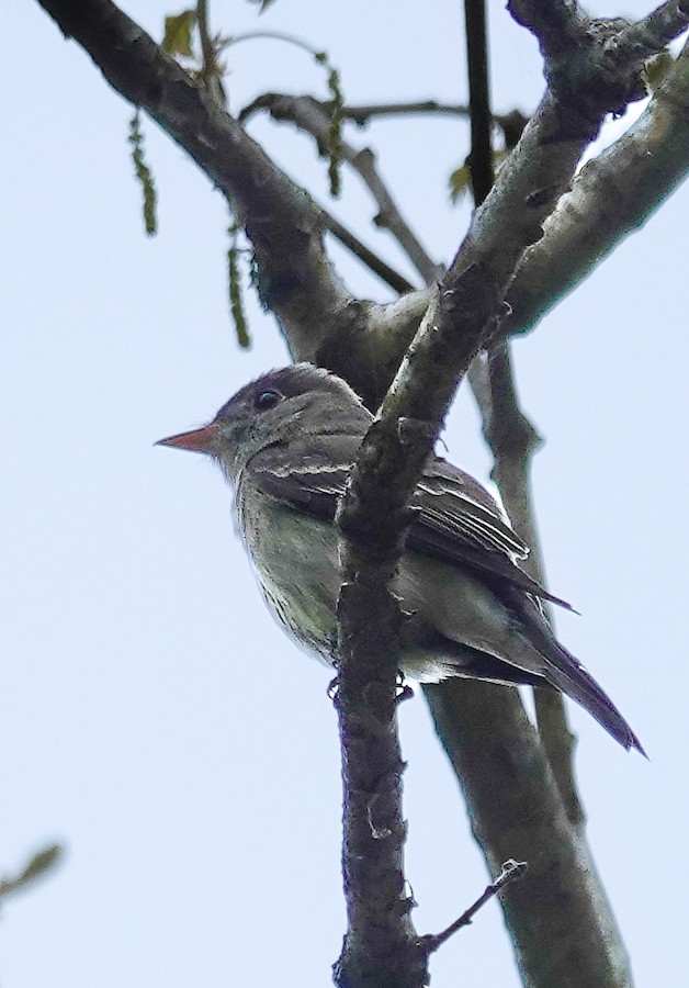 Eastern Wood-Pewee - Kathleen Horn