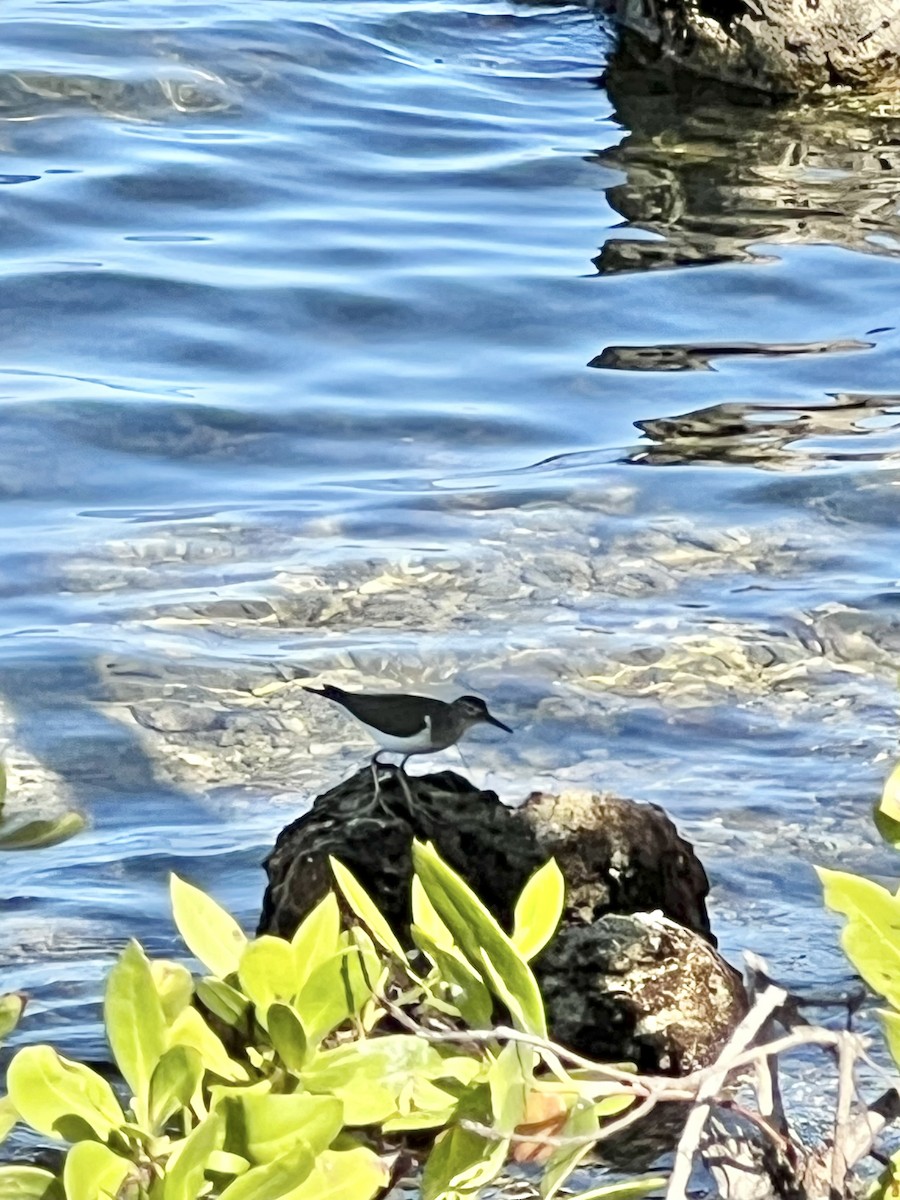 Spotted Sandpiper - ML634802154