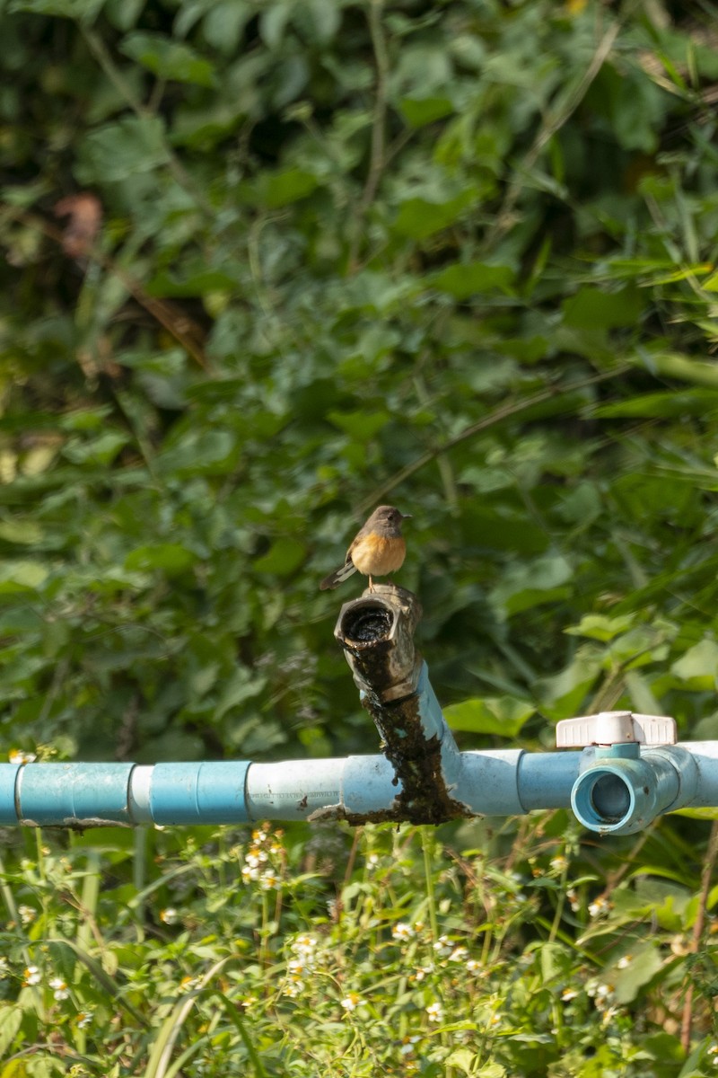 White-rumped Shama - ML634802382