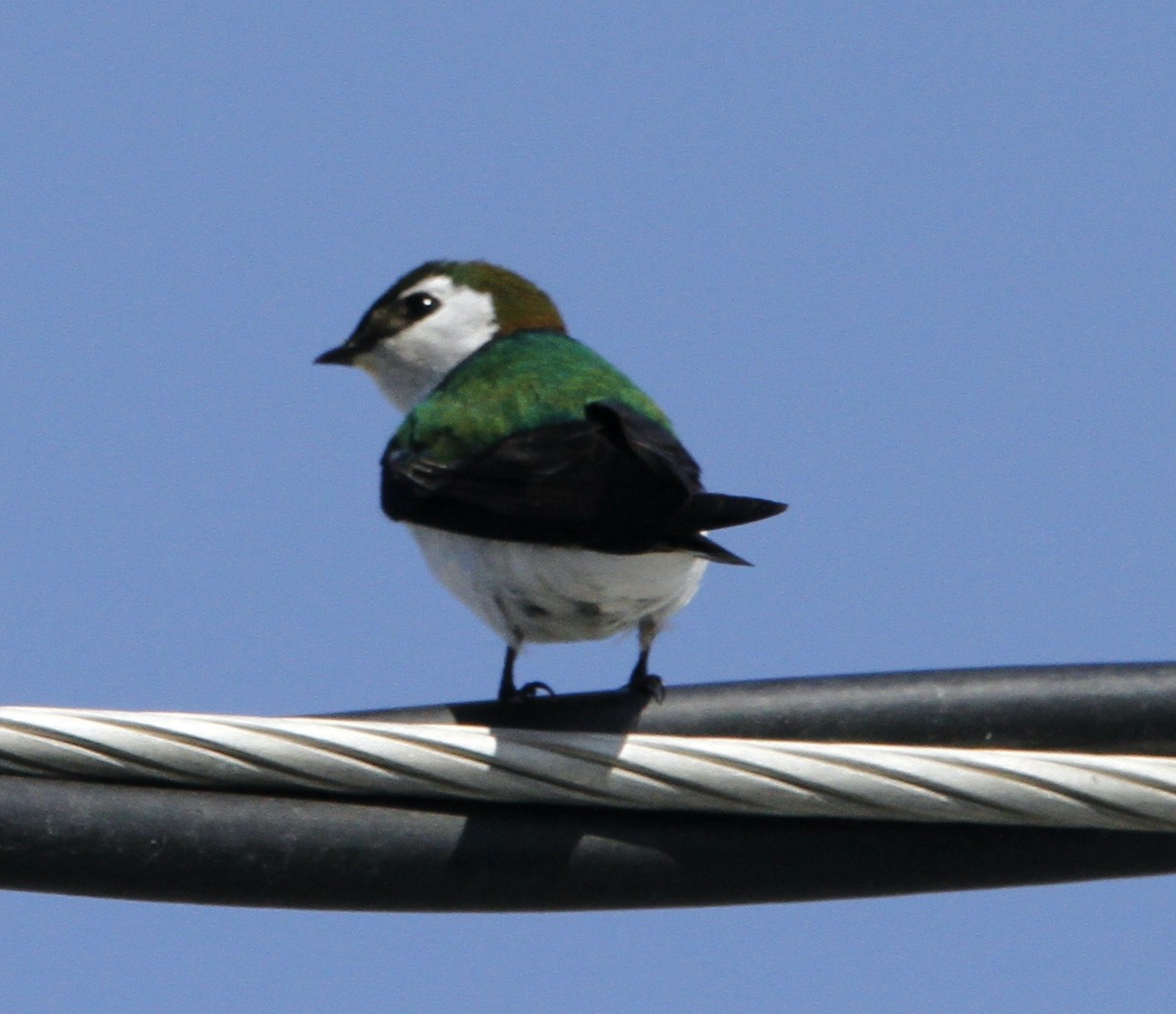 Violet-green Swallow - ML634802399