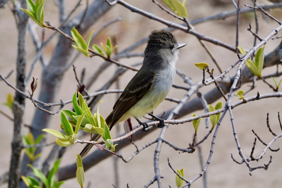 Lesser Antillean Flycatcher - ML634802425