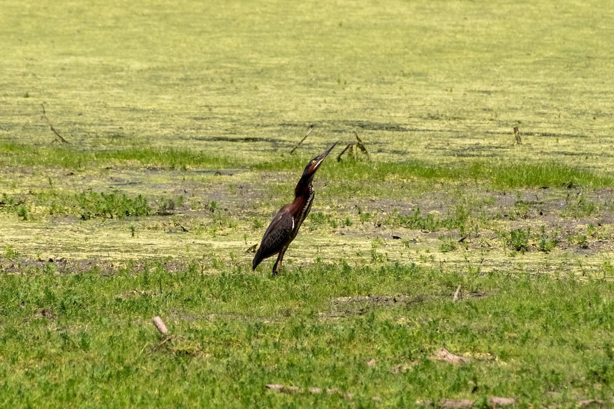Green Heron - ML634802455