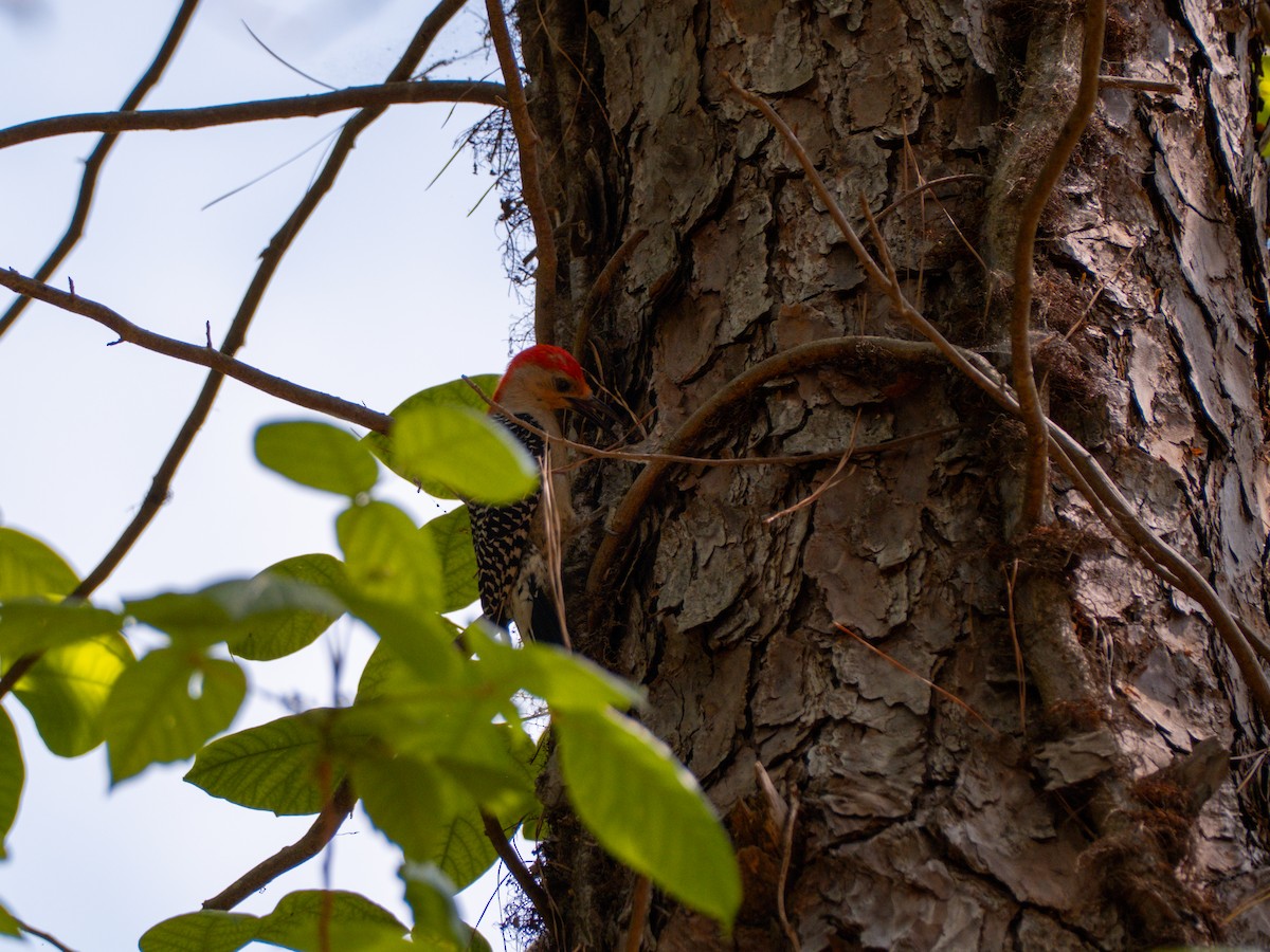 Red-bellied Woodpecker - ML634802466