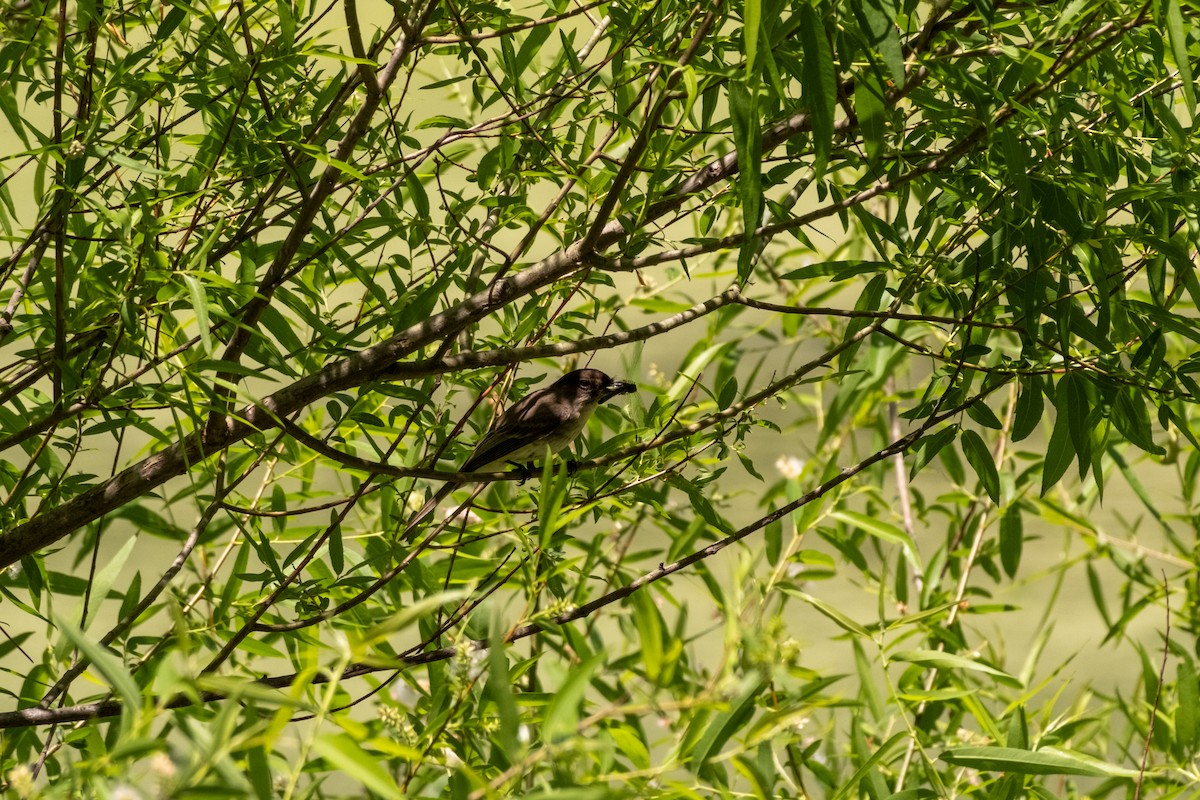 Eastern Phoebe - ML634802478