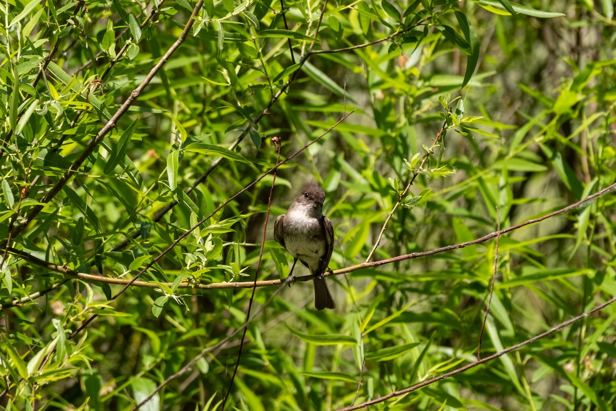 Eastern Phoebe - ML634802479