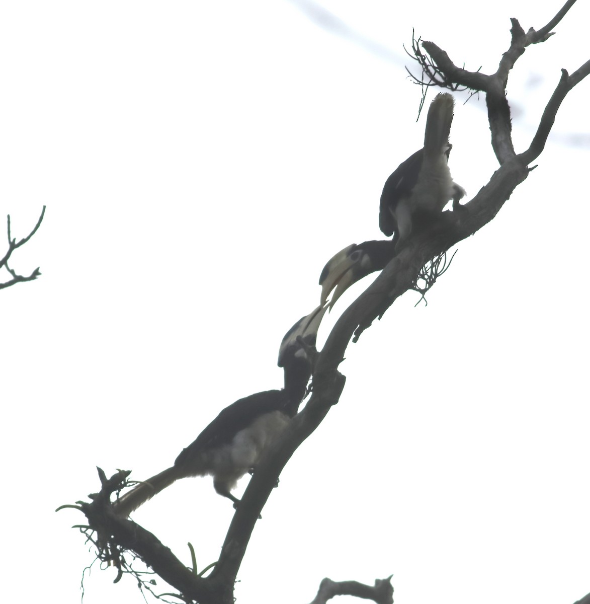 Malabar Pied-Hornbill - ML634802513