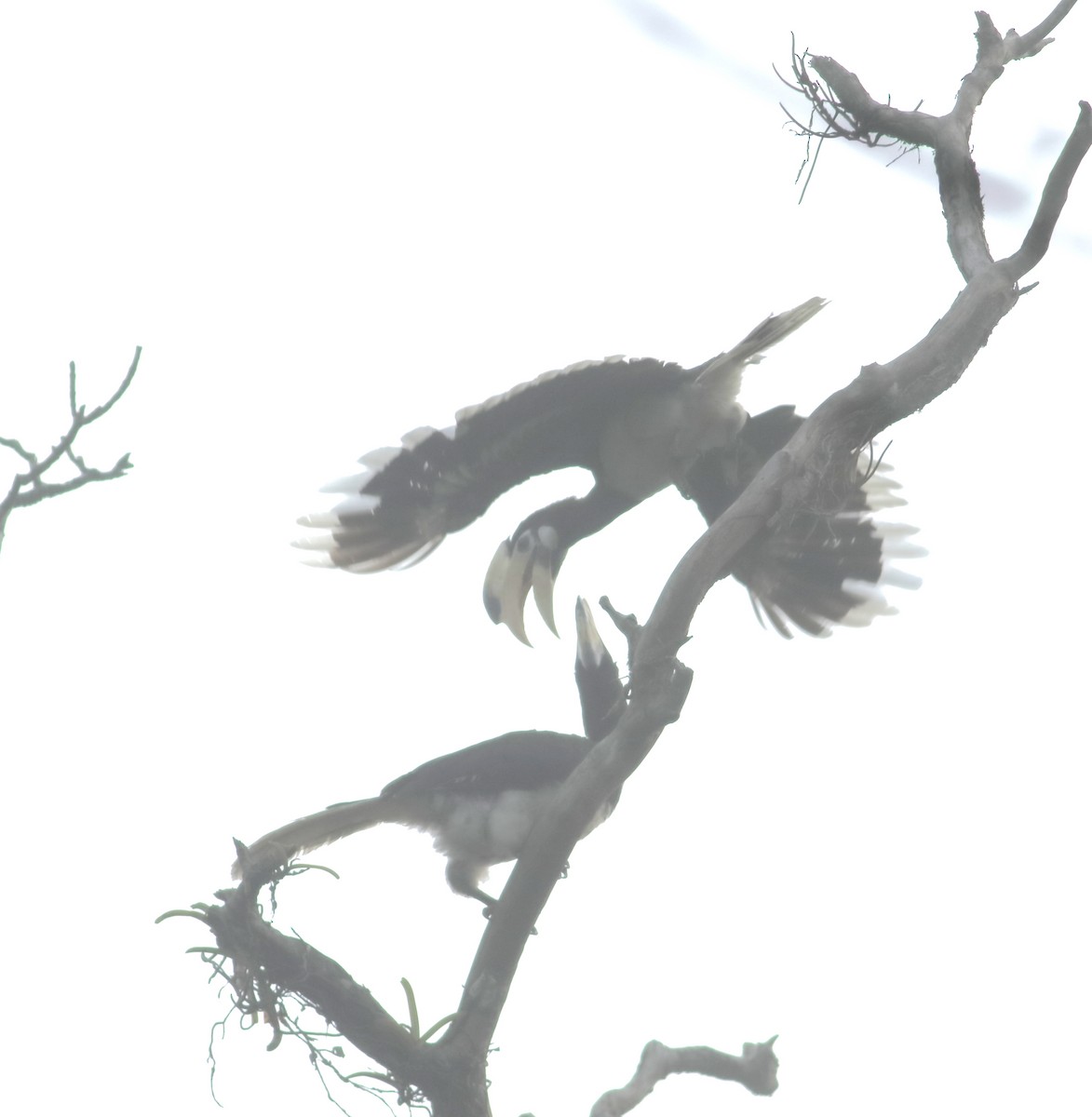 Malabar Pied-Hornbill - ML634802531