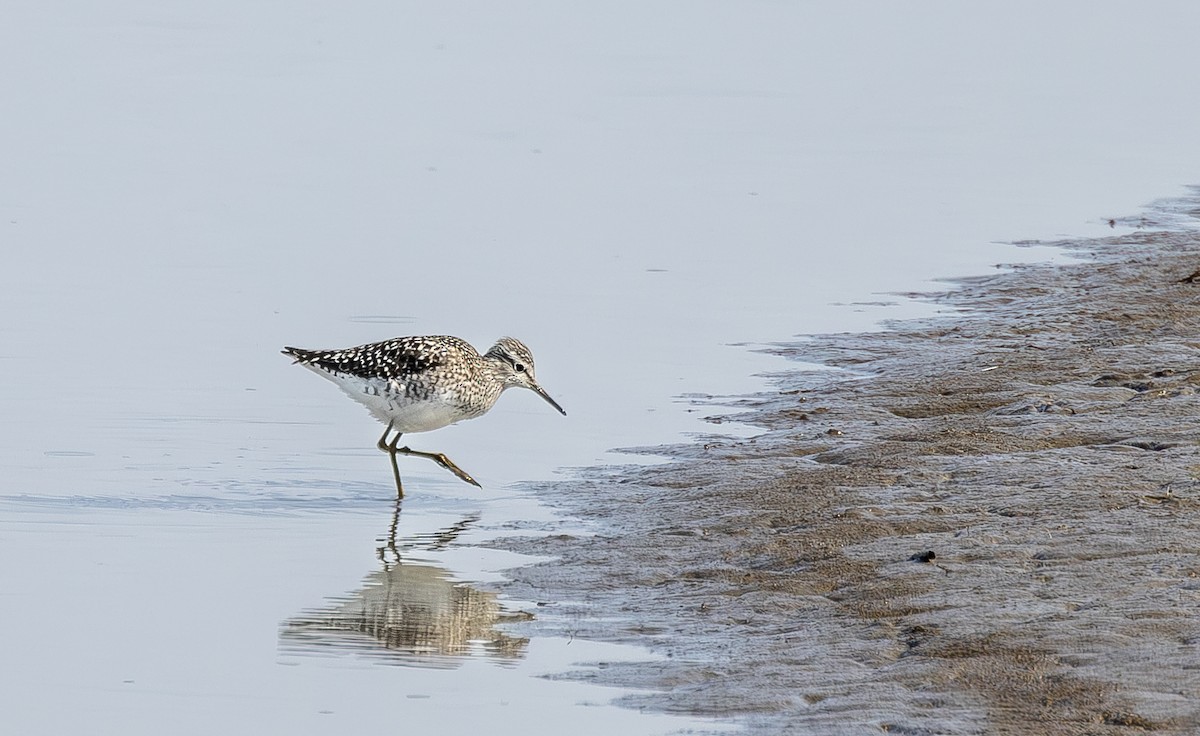 Wood Sandpiper - ML634802539