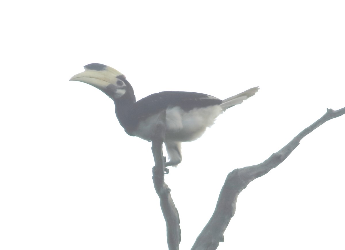Malabar Pied-Hornbill - ML634802555