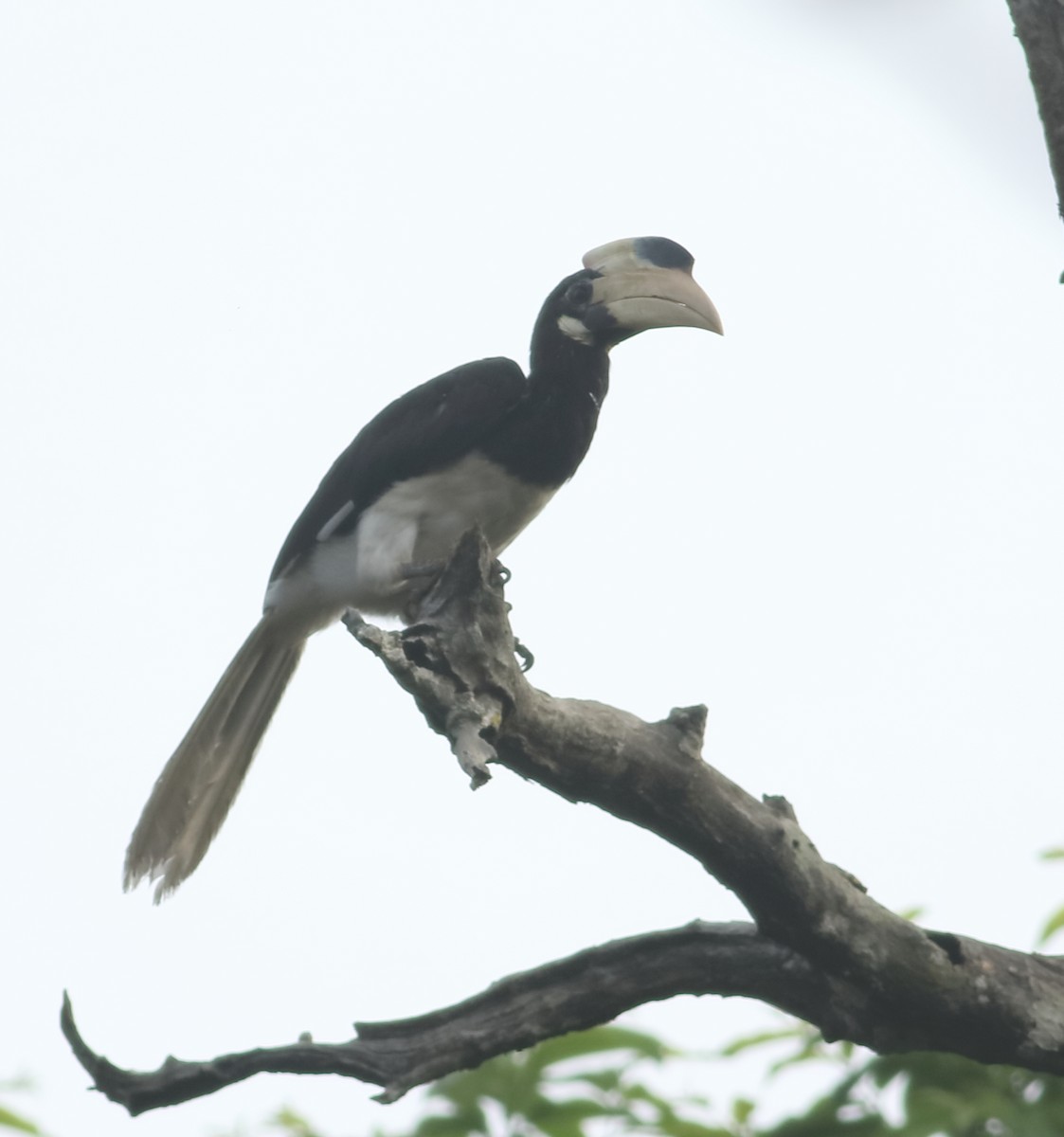 Malabar Pied-Hornbill - ML634802570