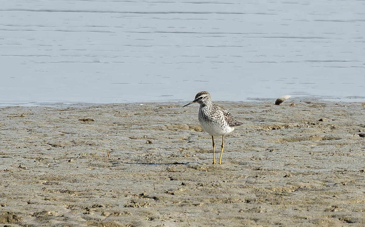 Wood Sandpiper - ML634802660