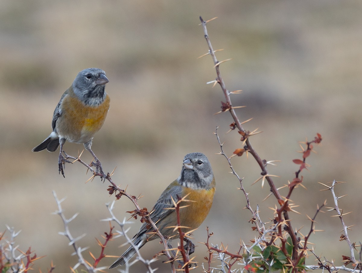 Gray-hooded Sierra Finch (gayi/caniceps) - ML634802674