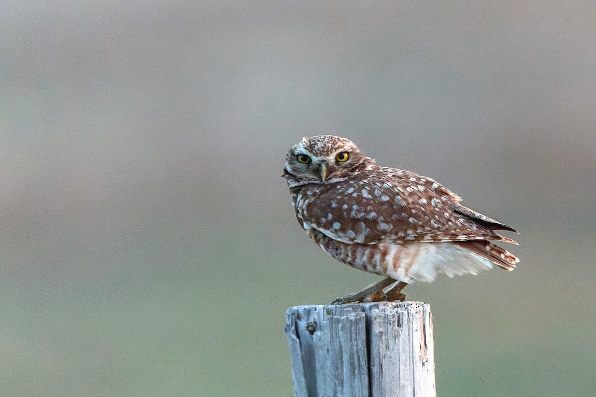 Burrowing Owl - ML634802729
