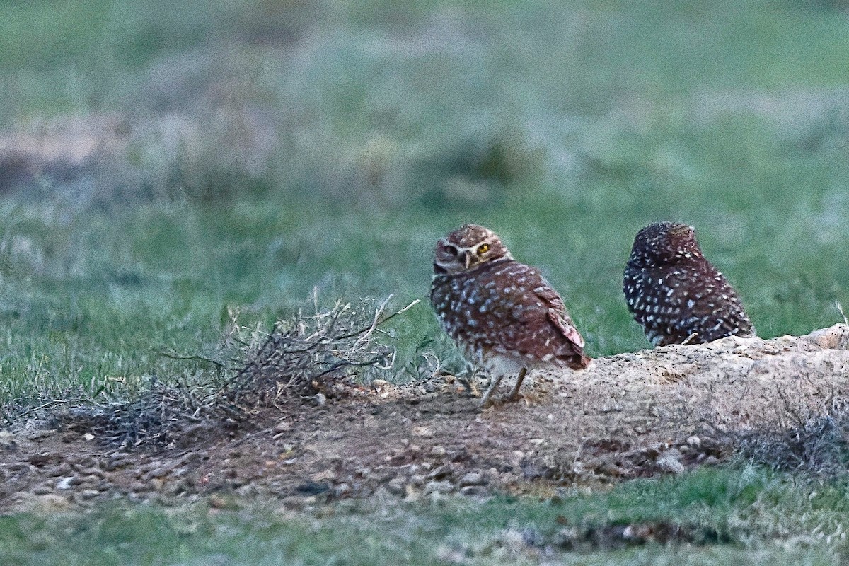 Burrowing Owl - ML634802731