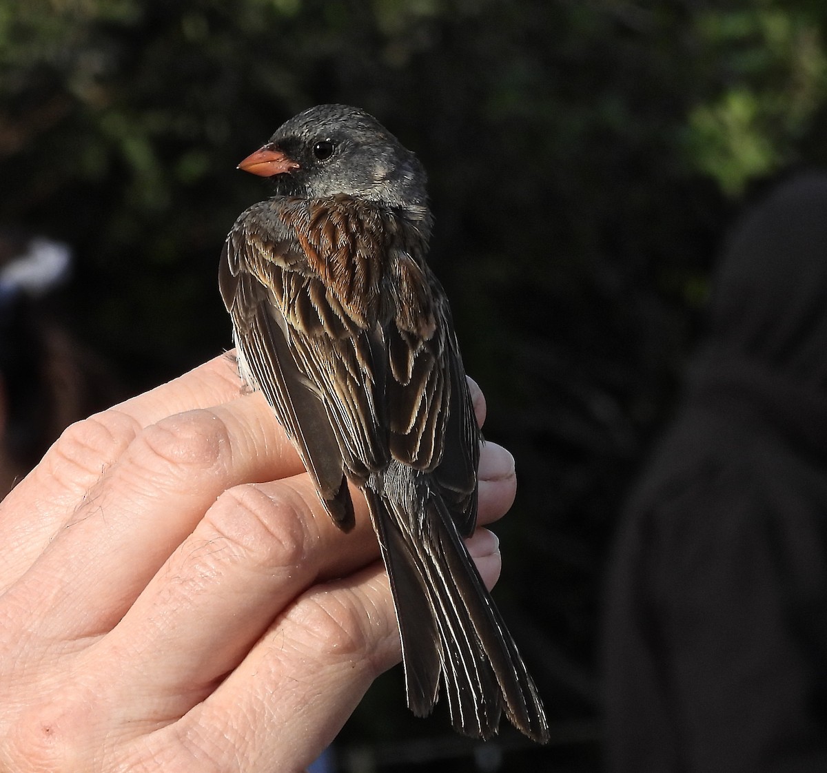 Black-chinned Sparrow - ML634802768