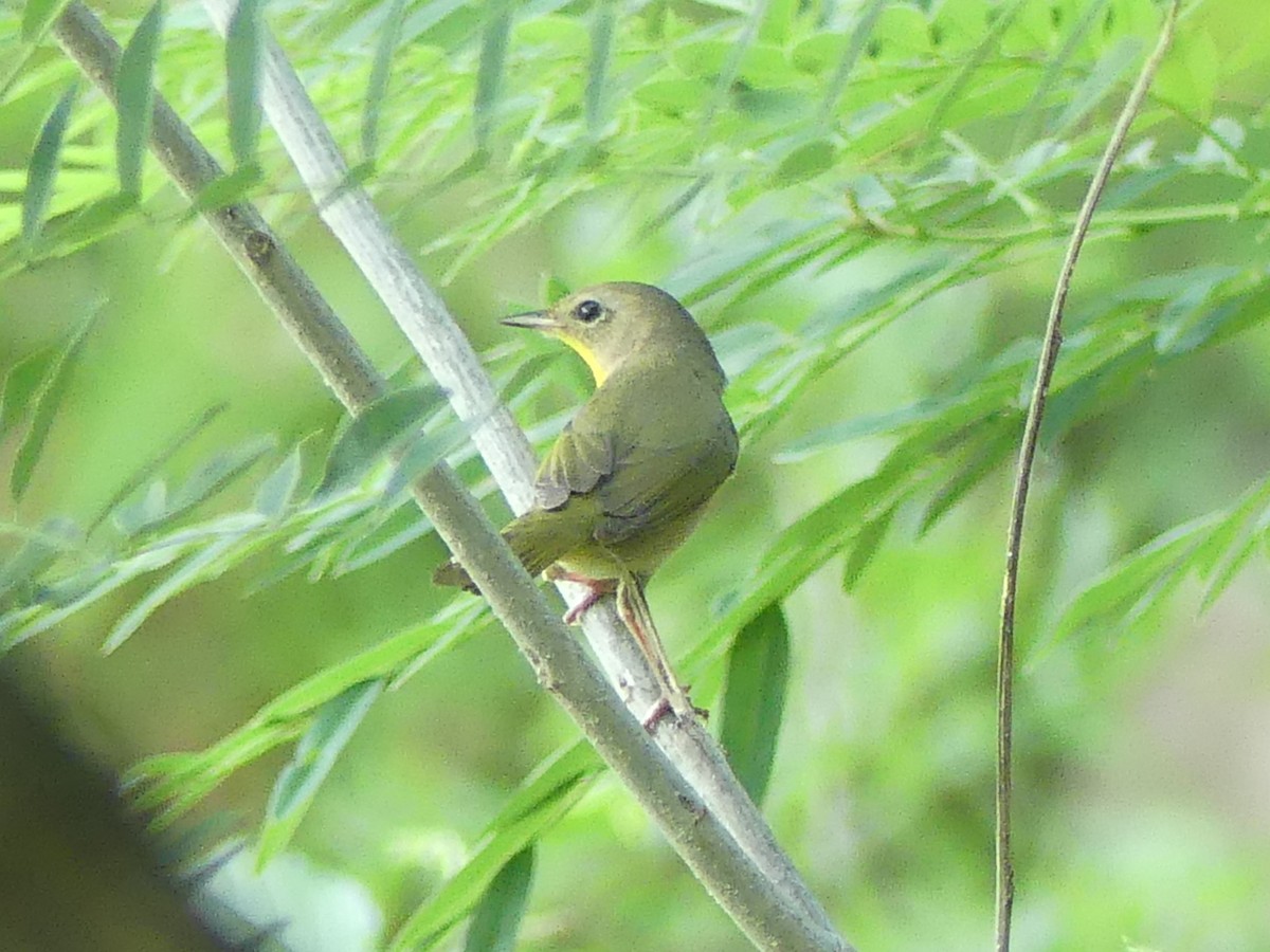Common Yellowthroat - ML634802839