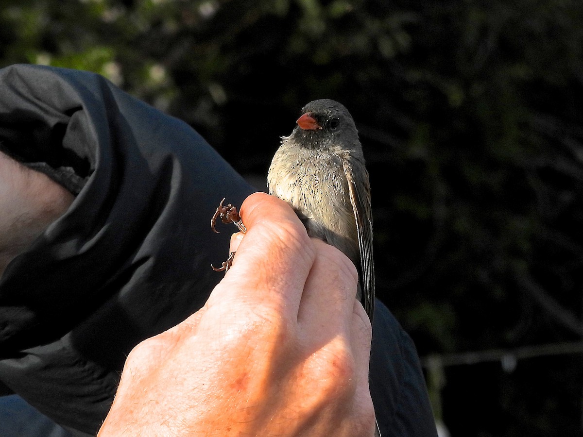 Black-chinned Sparrow - ML634802841