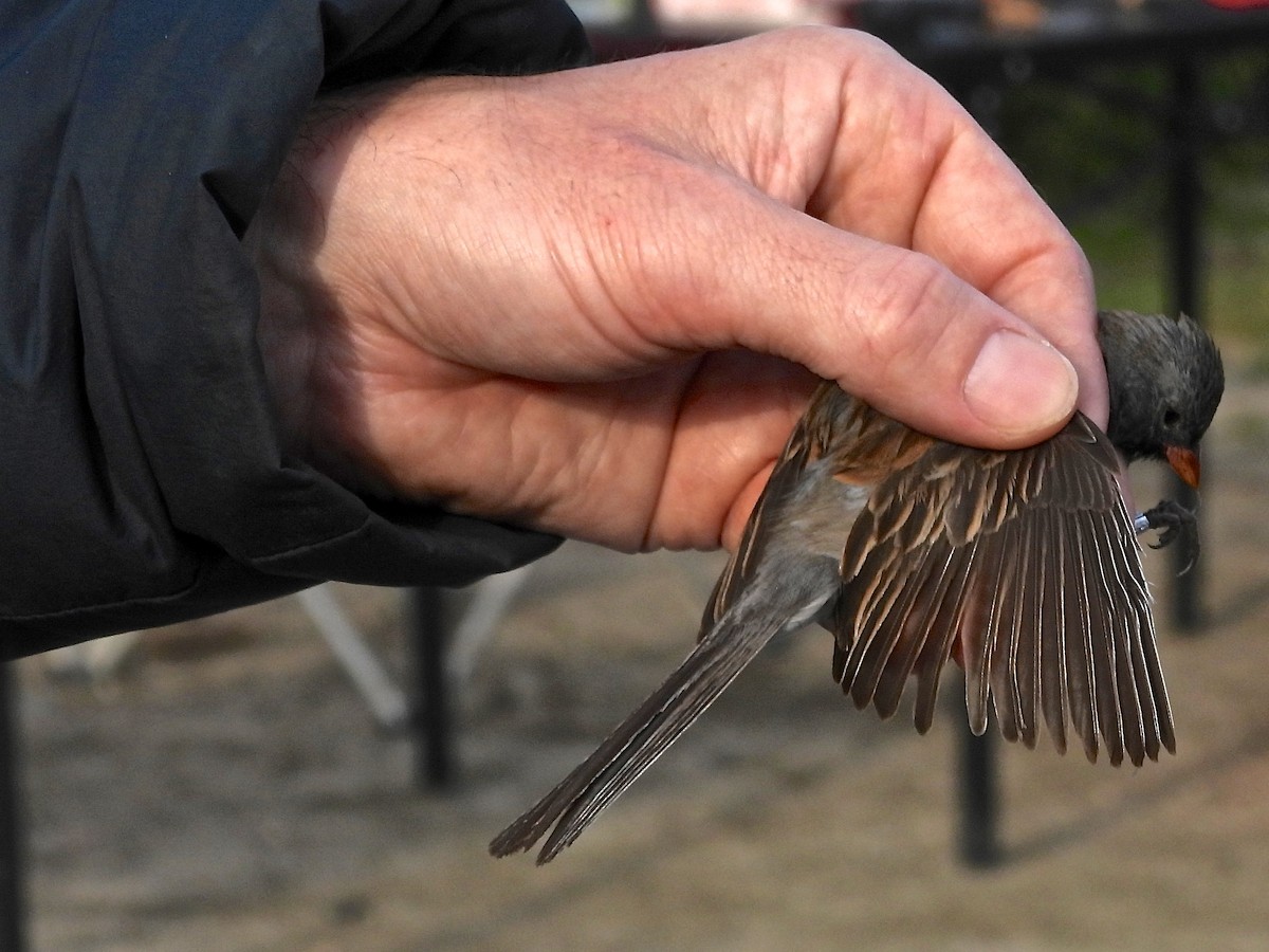 Black-chinned Sparrow - ML634802892