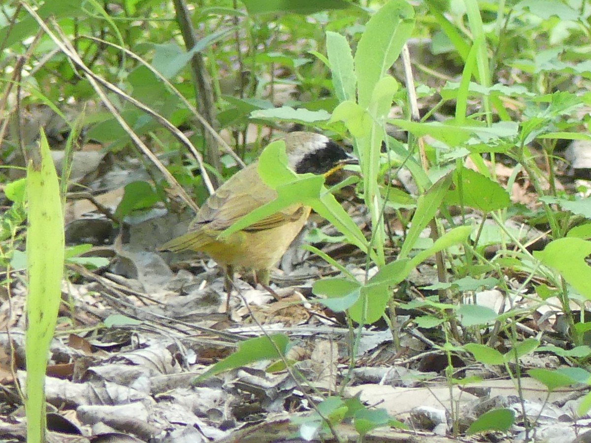 Common Yellowthroat - ML634802934