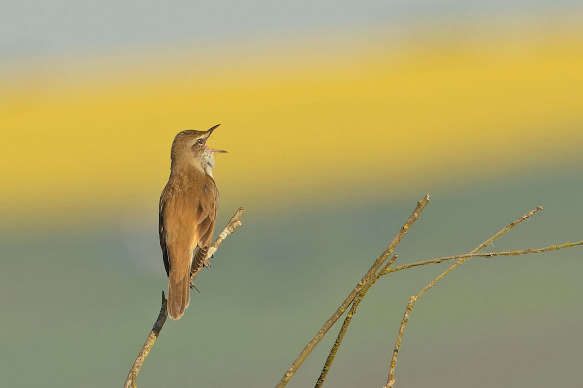 Great Reed Warbler - ML634802989