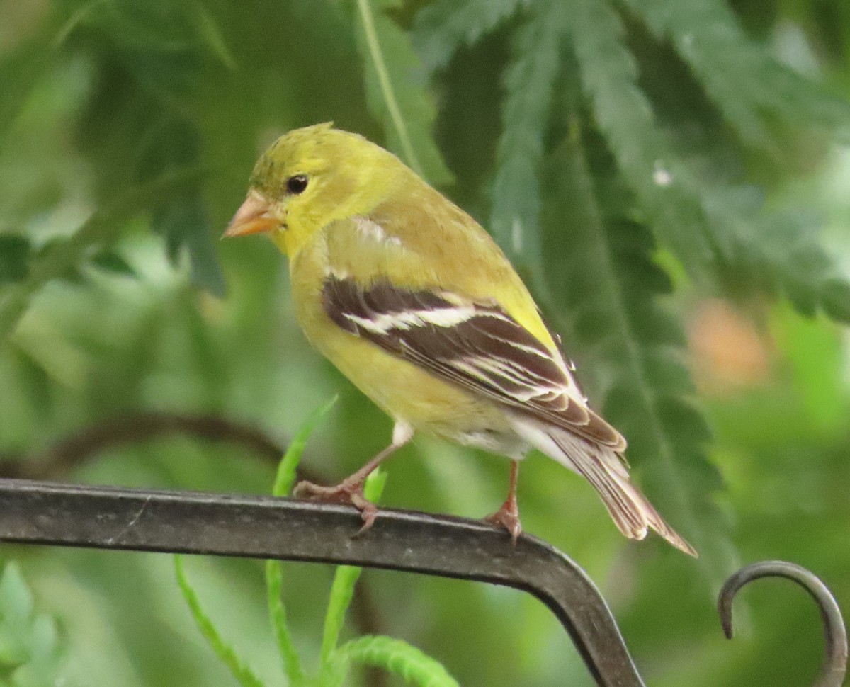 American Goldfinch - ML634803132