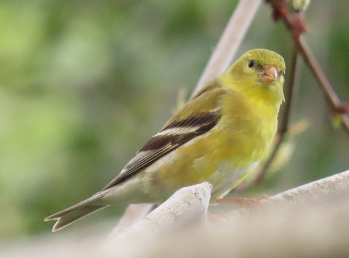American Goldfinch - ML634803133