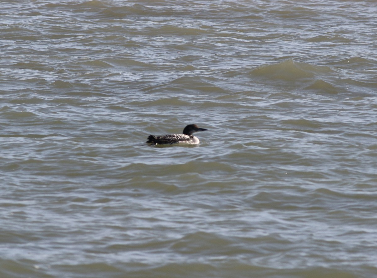 Common Loon - ML634803234