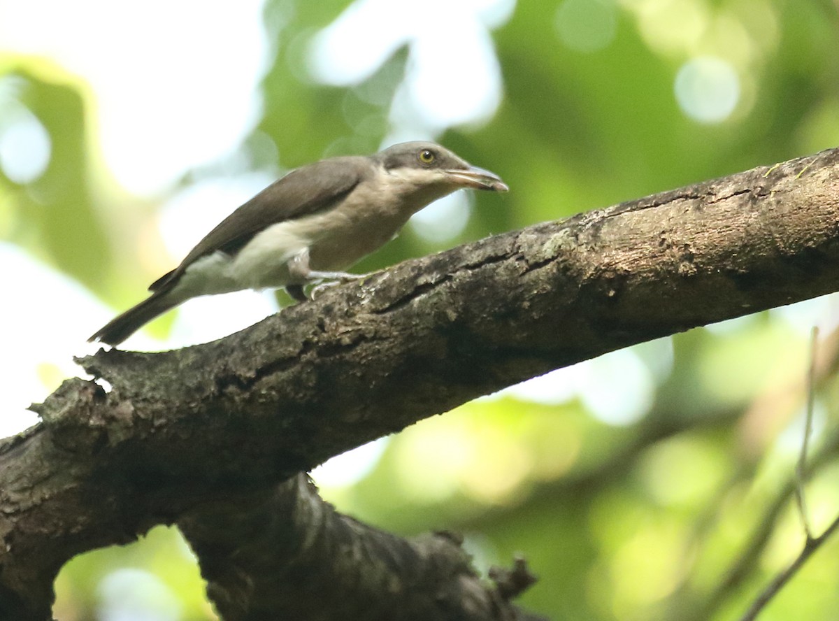 Malabar Woodshrike - ML634803248