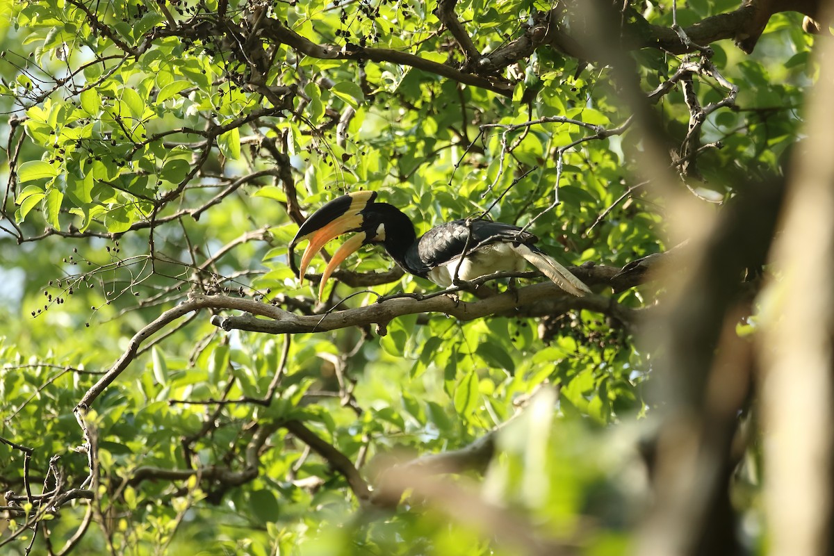 Malabar Pied-Hornbill - ML634803444