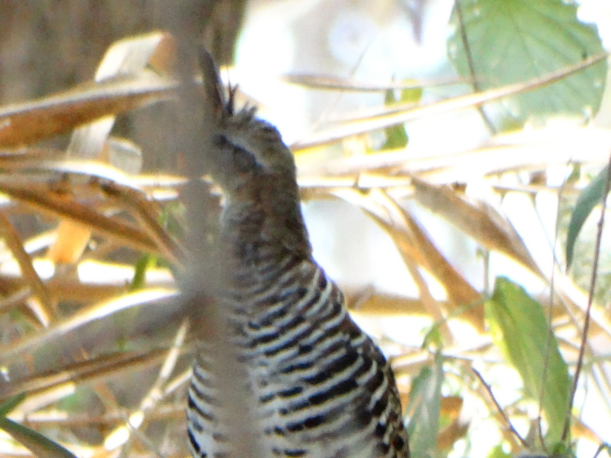 Banded Quail - ML634803449