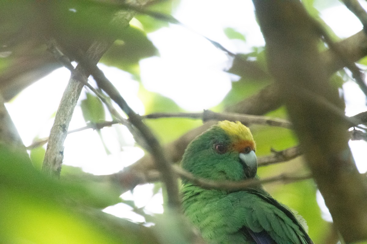 Malherbe's Parakeet - ML634803480