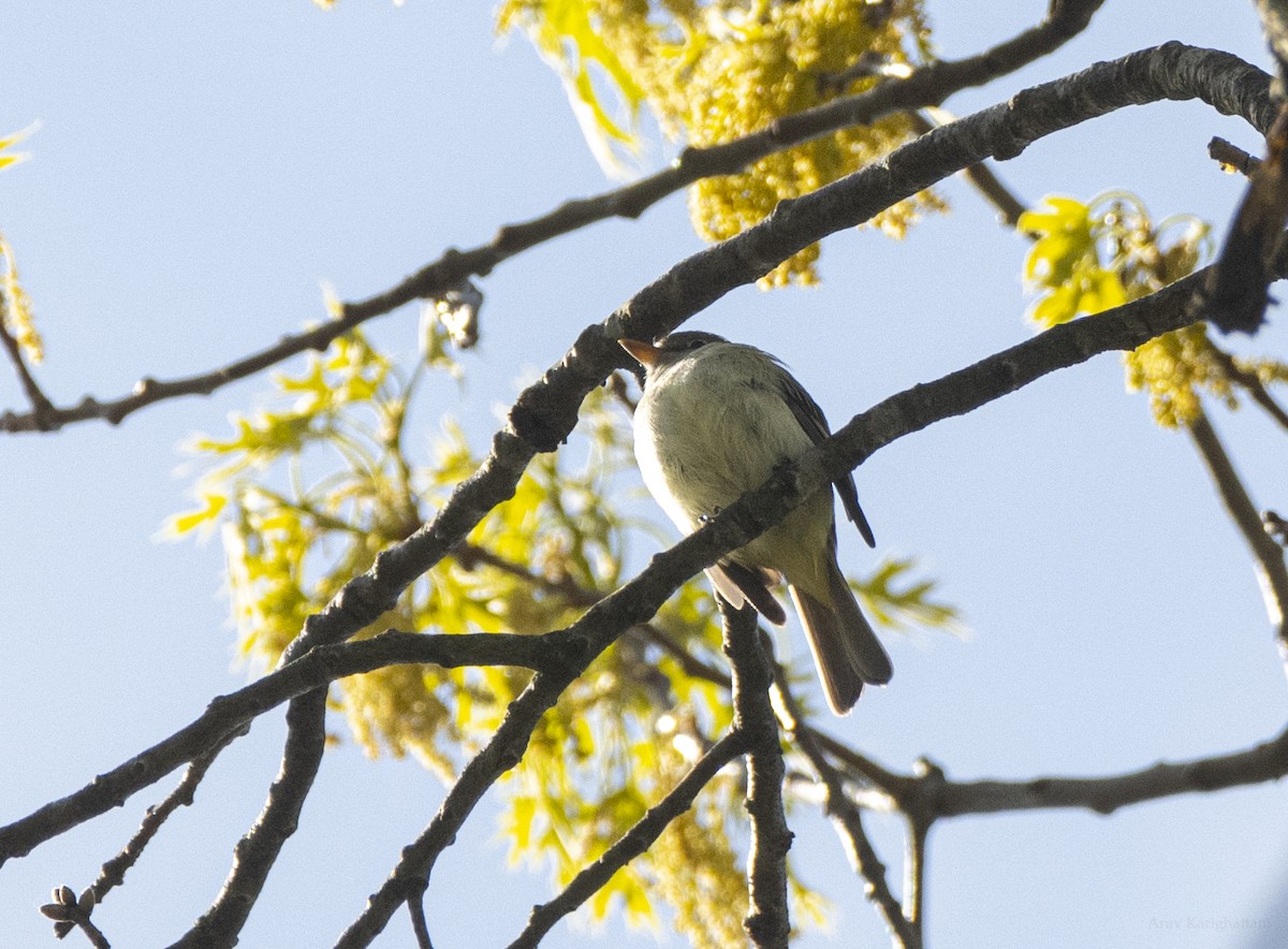 tyranovec malinký - ML634803515