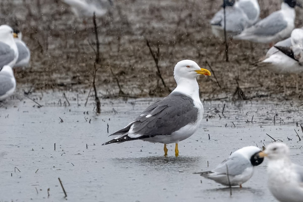 Lesser Black-backed Gull - Brian Reinke