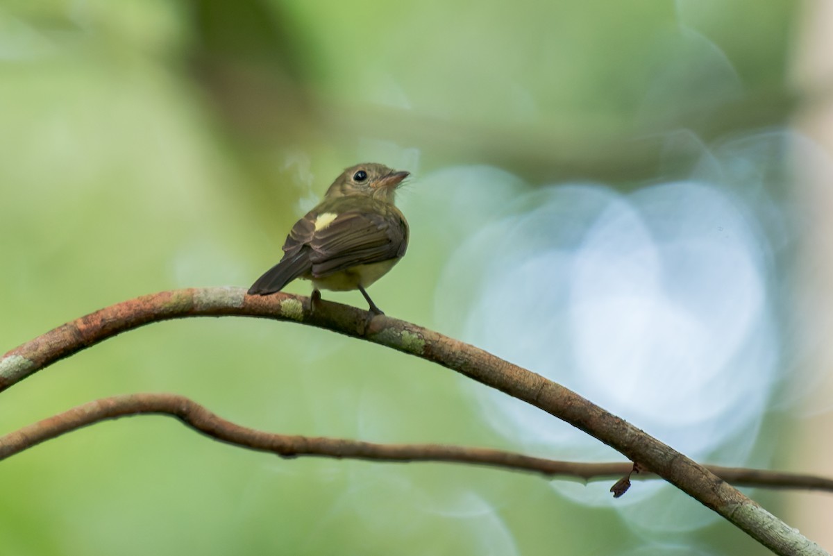 Whiskered Flycatcher - ML634803608