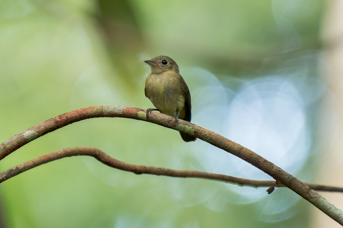 Whiskered Flycatcher - ML634803609