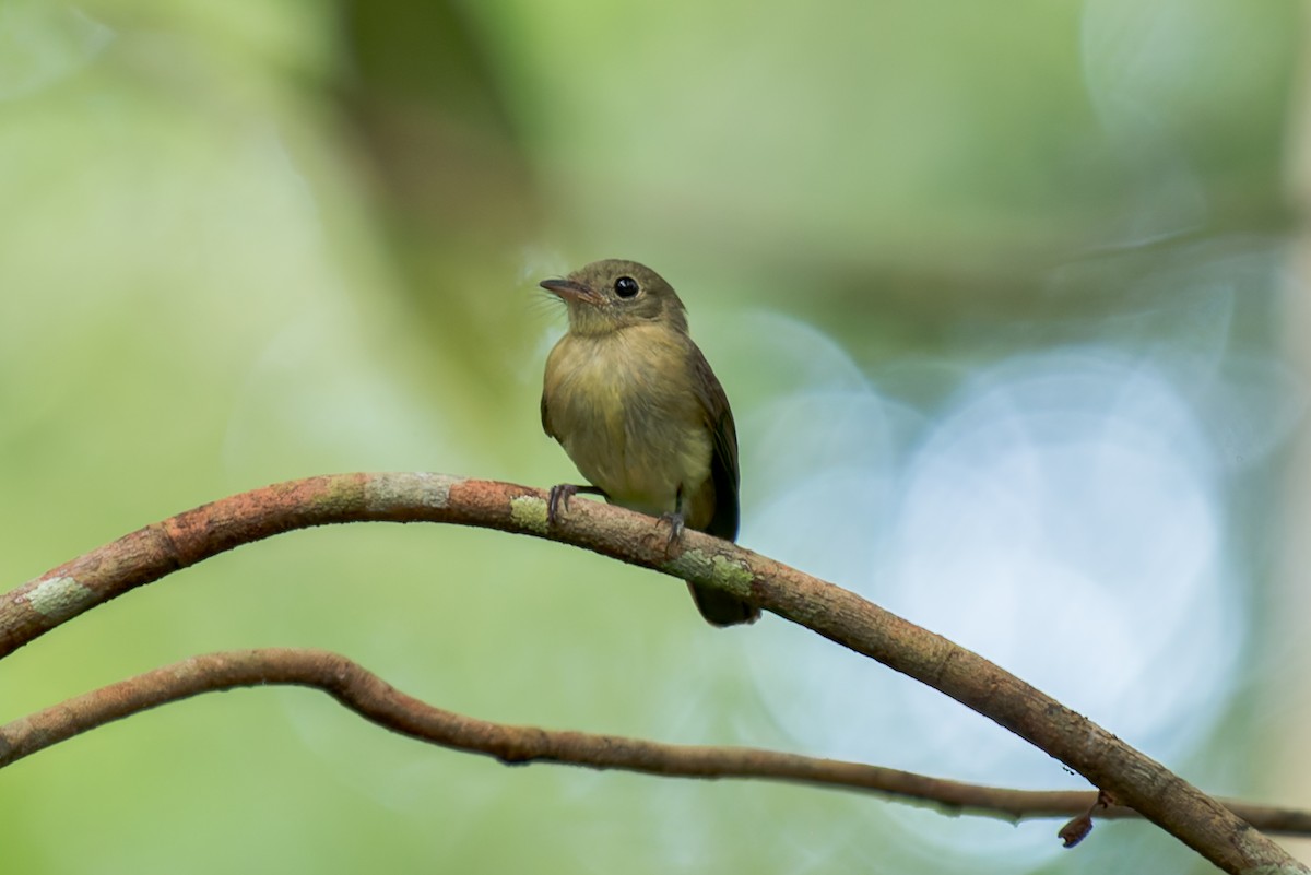 Whiskered Flycatcher - ML634803611