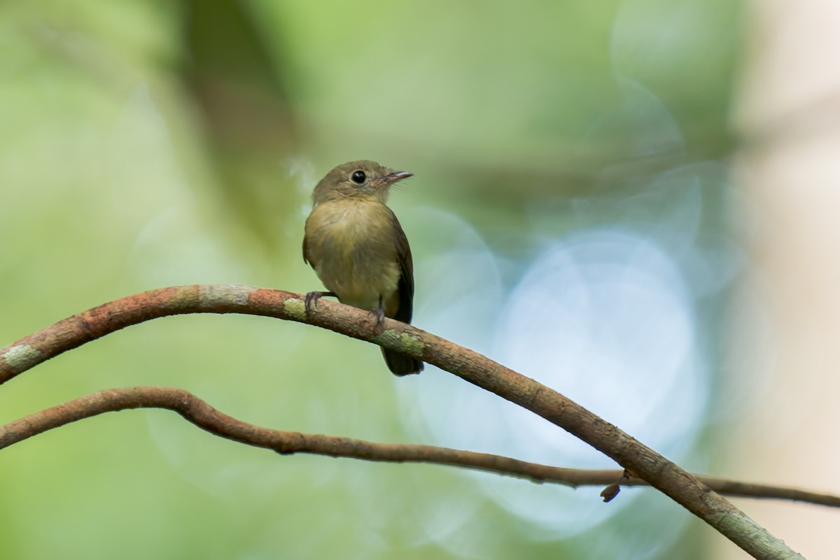 Whiskered Flycatcher - ML634803613